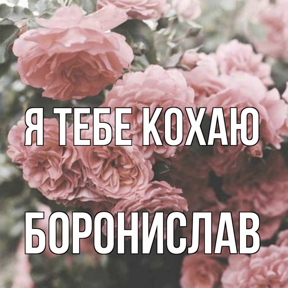 Открытка на каждый день з підписом, Боронислав Я тебе кохаю розы 3 Прикольна листівка з побажанням онлайн скачати безкоштовно 