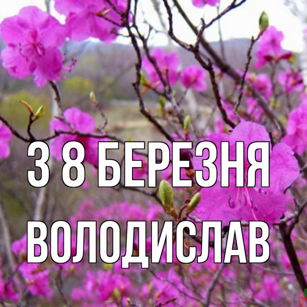 Открытка на каждый день з підписом, Володислав З 8 БЕРЕЗНЯ международный женский день Прикольна листівка з побажанням онлайн скачати безкоштовно 