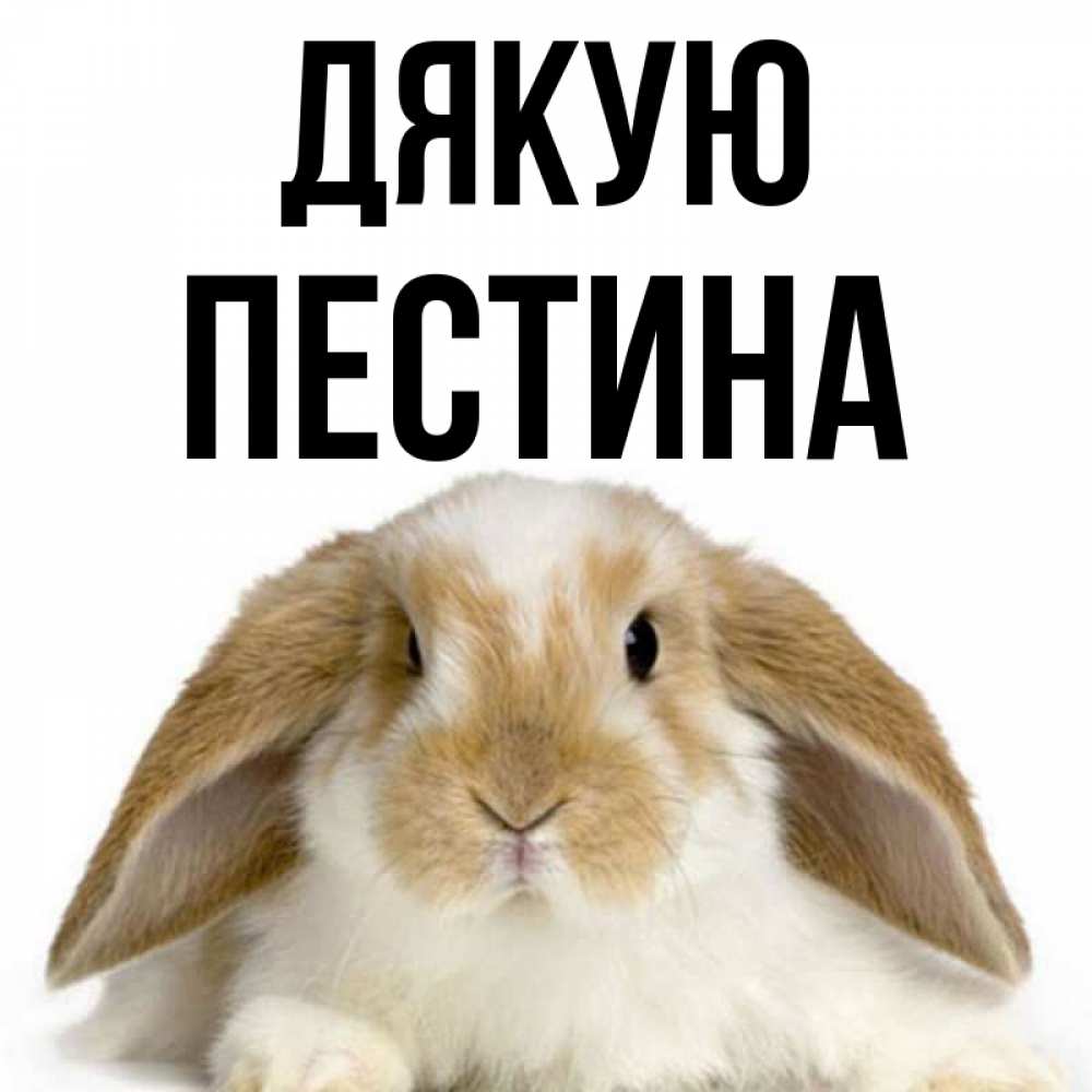 Открытка на каждый день з підписом, Пестина Дякую коричнево белый заяц Прикольна листівка з побажанням онлайн скачати безкоштовно 