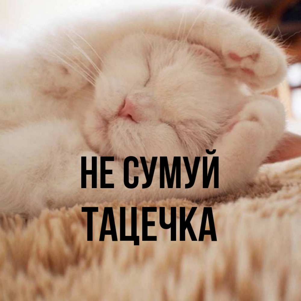 Открытка на каждый день з підписом, Тацечка Не сумуй Котенок спит Прикольна листівка з побажанням онлайн скачати безкоштовно 