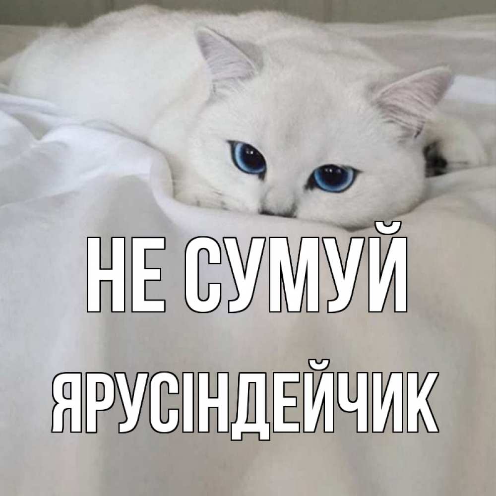 Открытка на каждый день з підписом, Ярусіндейчик Не сумуй белый кот с голубыми глазами на белоснежной кровати Прикольна листівка з побажанням онлайн скачати безкоштовно 