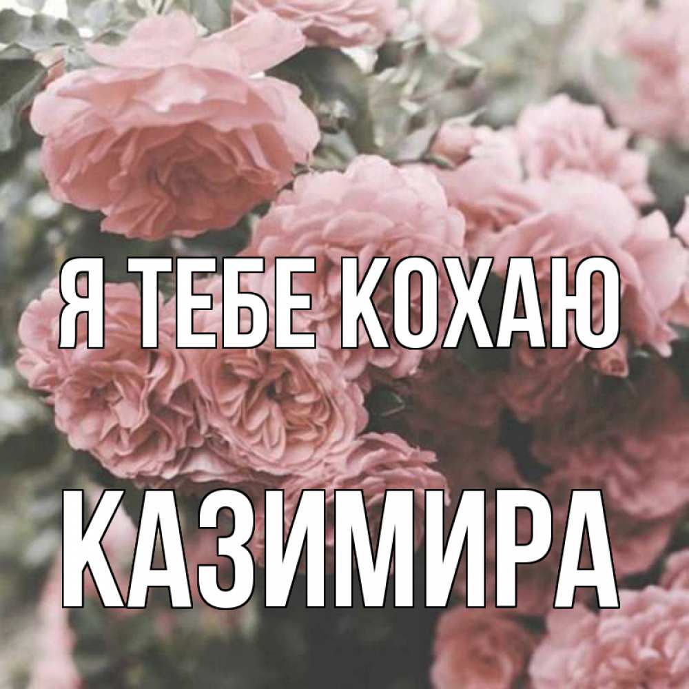 Открытка на каждый день з підписом, Казимира Я тебе кохаю розы 3 Прикольна листівка з побажанням онлайн скачати безкоштовно 