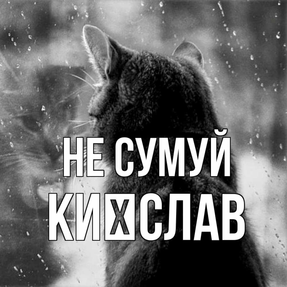 Открытка на каждый день з підписом, Києслав Не сумуй отражение кота 1 Прикольна листівка з побажанням онлайн скачати безкоштовно 