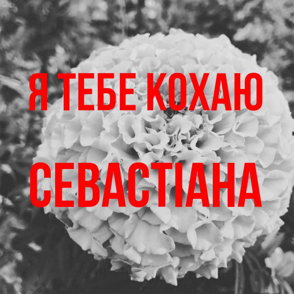 Открытка на каждый день з підписом, Севастіана Я тебе кохаю подпись Прикольна листівка з побажанням онлайн скачати безкоштовно 
