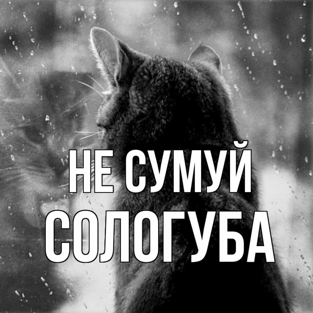 Открытка на каждый день з підписом, Сологуба Не сумуй отражение кота 1 Прикольна листівка з побажанням онлайн скачати безкоштовно 