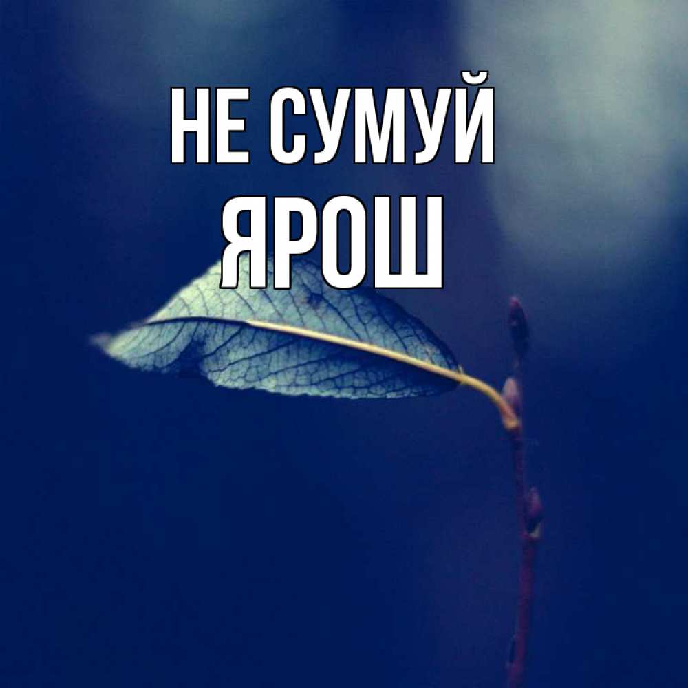 Открытка на каждый день з підписом, Ярош Не сумуй растение Прикольна листівка з побажанням онлайн скачати безкоштовно 