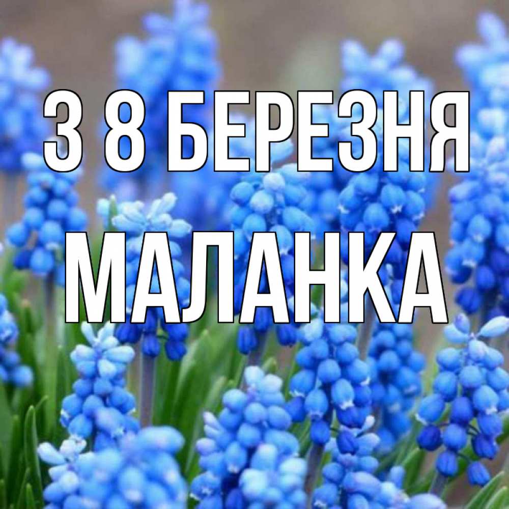 Открытка на каждый день з підписом, Маланка З 8 БЕРЕЗНЯ Поздравительная открытка для женщин с цветами на праздничную дату Прикольна листівка з побажанням онлайн скачати безкоштовно 