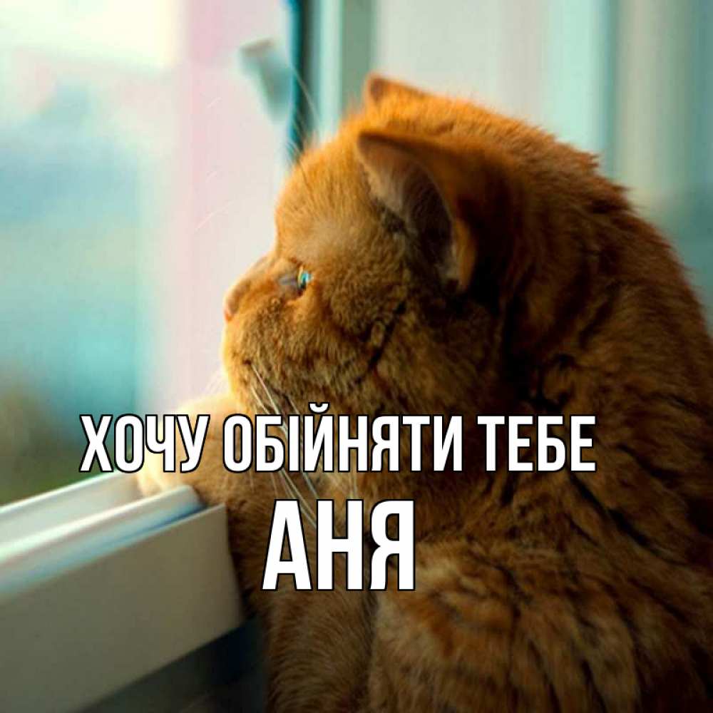 Открытка на каждый день з підписом, Аня Хочу обійняти тебе большой огромный рыжий котяра Прикольна листівка з побажанням онлайн скачати безкоштовно 
