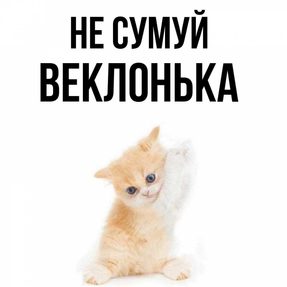 Открытка на каждый день з підписом, Веклонька Не сумуй просящий кот Прикольна листівка з побажанням онлайн скачати безкоштовно 