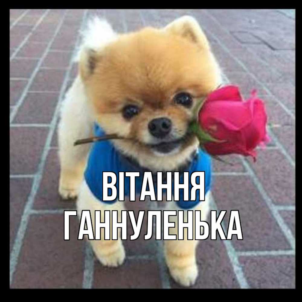 Открытка на каждый день з підписом, Ганнуленька Вітання роза в зубах у собаки Прикольна листівка з побажанням онлайн скачати безкоштовно 