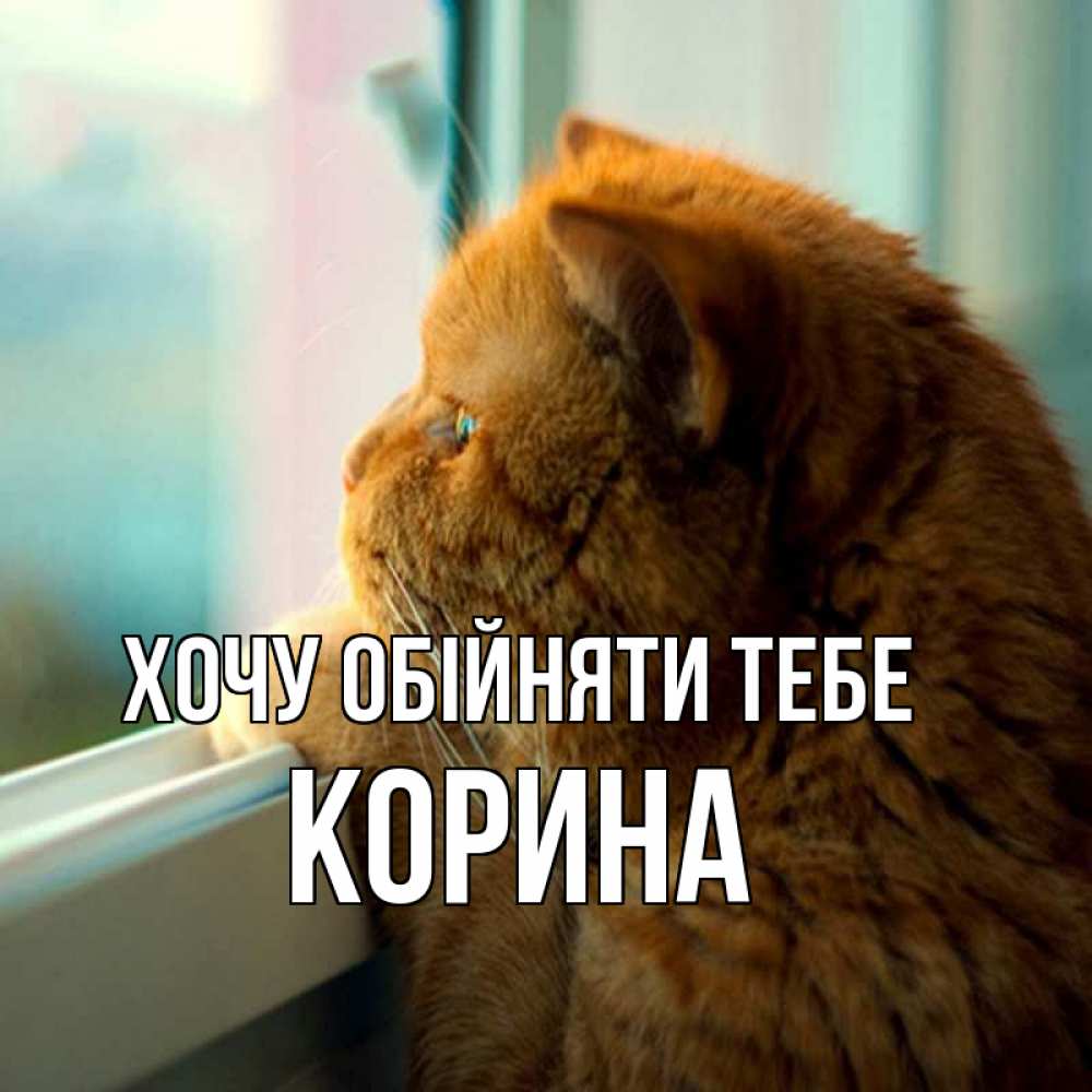 Открытка на каждый день з підписом, Корина Хочу обійняти тебе большой огромный рыжий котяра Прикольна листівка з побажанням онлайн скачати безкоштовно 