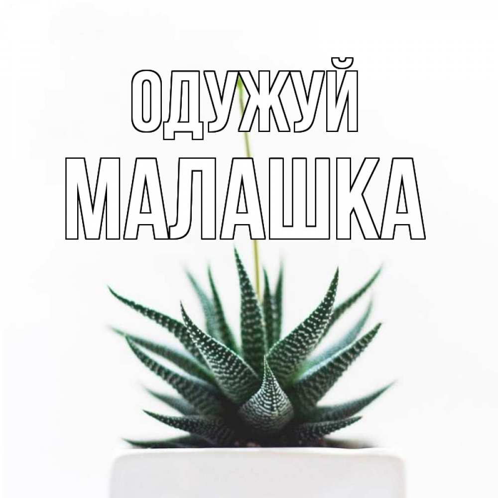 Открытка на каждый день з підписом, Малашка Одужуй короче это непонятная колючка Прикольна листівка з побажанням онлайн скачати безкоштовно 