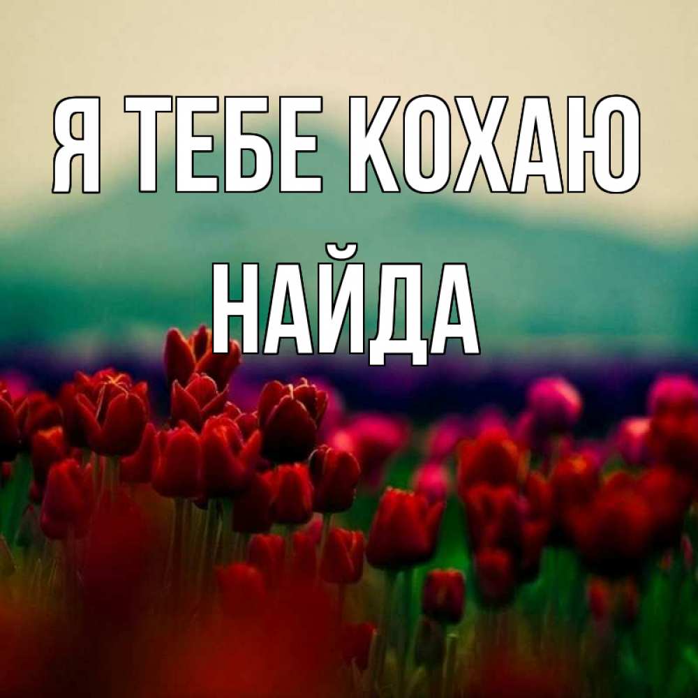 Открытка на каждый день з підписом, Найда Я тебе кохаю тюльпаны 4 Прикольна листівка з побажанням онлайн скачати безкоштовно 