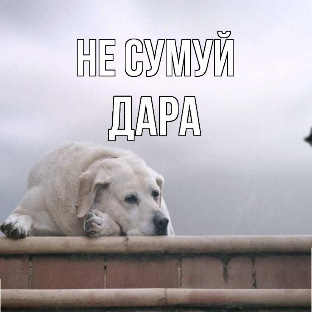 Открытка на каждый день з підписом, Дара Не сумуй белый пес 1 Прикольна листівка з побажанням онлайн скачати безкоштовно 