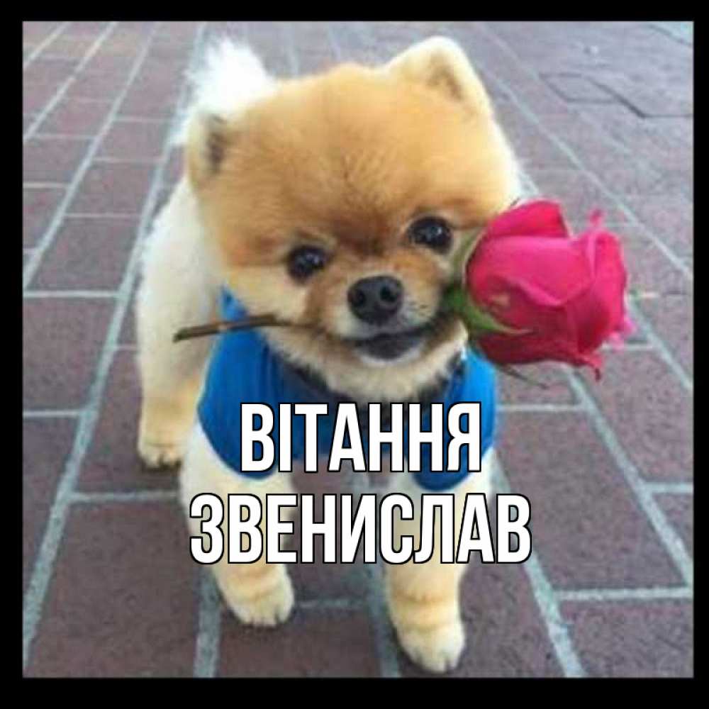 Открытка на каждый день з підписом, Звенислав Вітання роза в зубах у собаки Прикольна листівка з побажанням онлайн скачати безкоштовно 