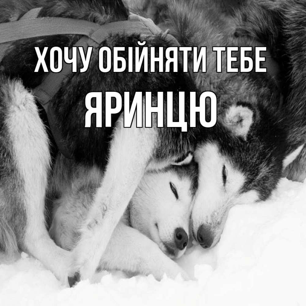 Открытка на каждый день з підписом, Яринцю Хочу обійняти тебе собачки в упряжке Прикольна листівка з побажанням онлайн скачати безкоштовно 