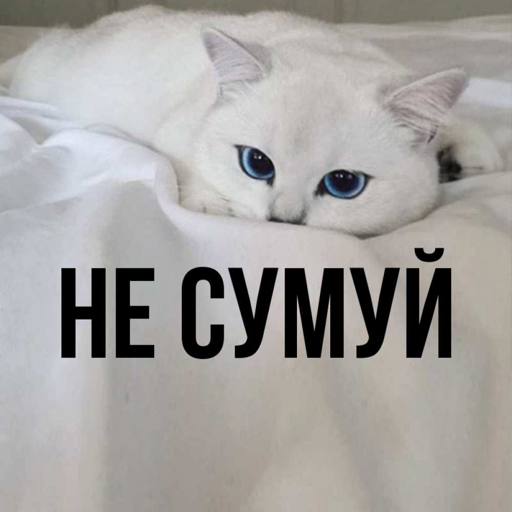 Открытка на каждый день з підписом, выберите-имя Не сумуй Голубоглазая кошка Прикольна листівка з побажанням онлайн скачати безкоштовно 