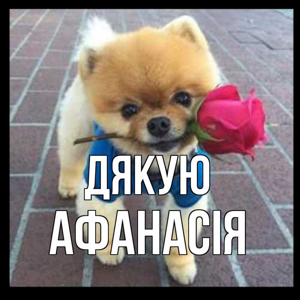 Открытка на каждый день з підписом, Афанасія Дякую спасибо и дарю тебе цветок Прикольна листівка з побажанням онлайн скачати безкоштовно 