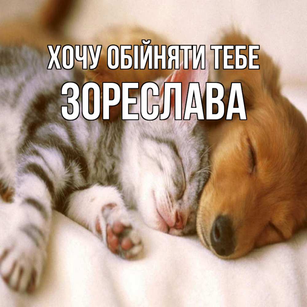 Открытка на каждый день з підписом, Зореслава Хочу обійняти тебе пес и котенок Прикольна листівка з побажанням онлайн скачати безкоштовно 