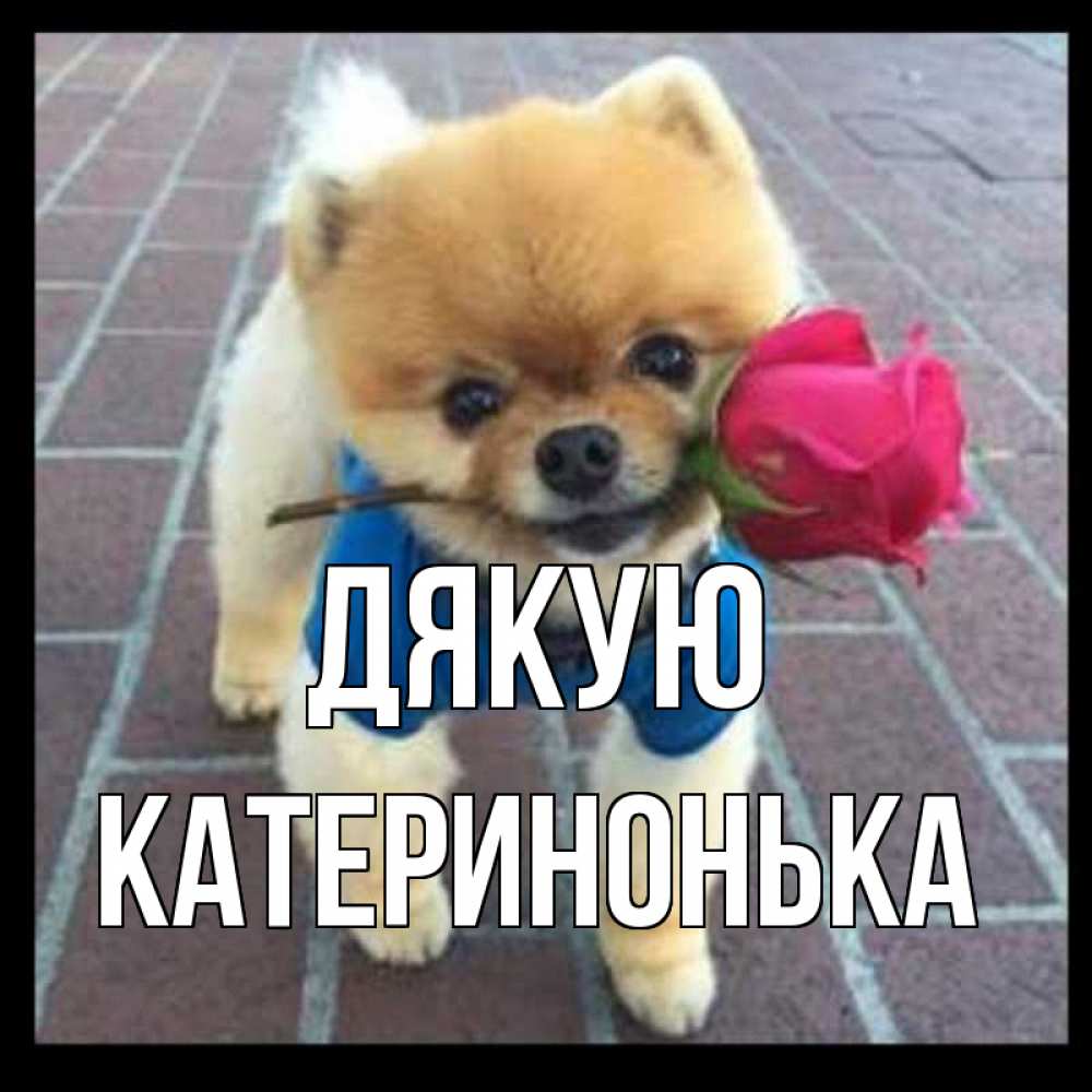 Открытка на каждый день з підписом, Катеринонька Дякую спасибо и дарю тебе цветок Прикольна листівка з побажанням онлайн скачати безкоштовно 