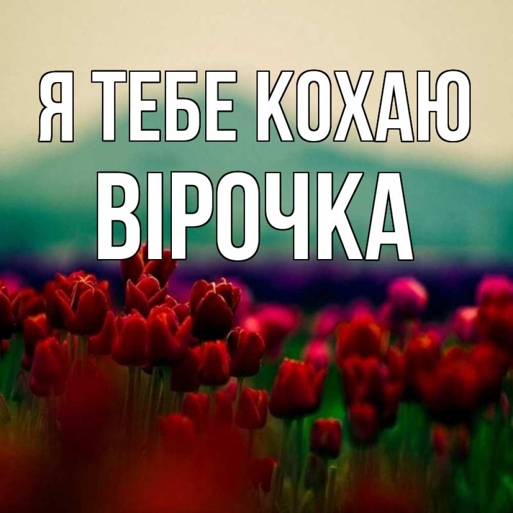 Открытка на каждый день з підписом, Вірочка Я тебе кохаю тюльпаны 4 Прикольна листівка з побажанням онлайн скачати безкоштовно 