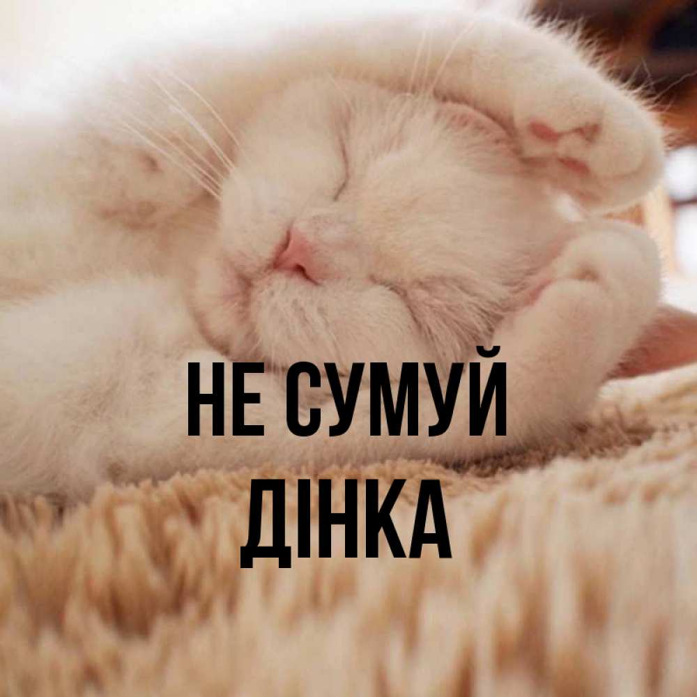Открытка на каждый день з підписом, Дінка Не сумуй Котенок спит Прикольна листівка з побажанням онлайн скачати безкоштовно 