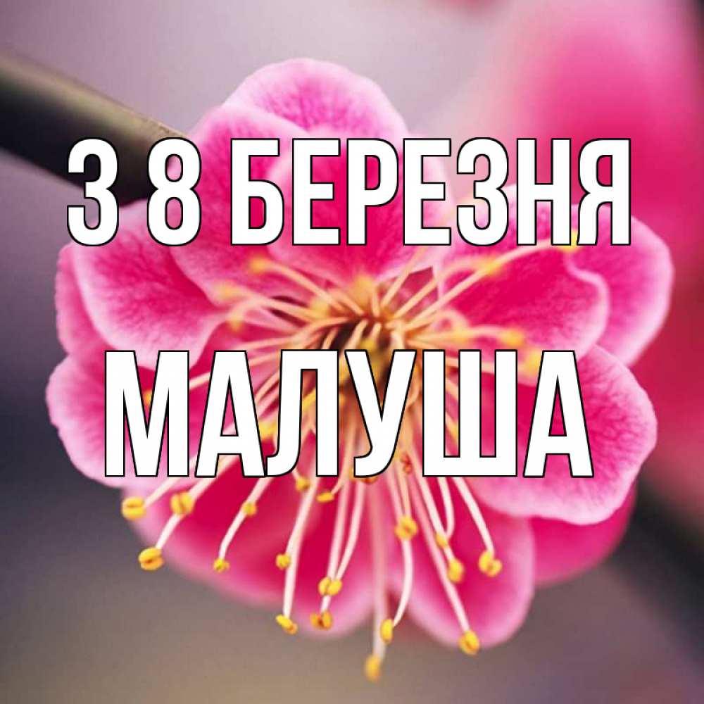 Открытка на каждый день з підписом, Малуша З 8 БЕРЕЗНЯ цветы Прикольна листівка з побажанням онлайн скачати безкоштовно 
