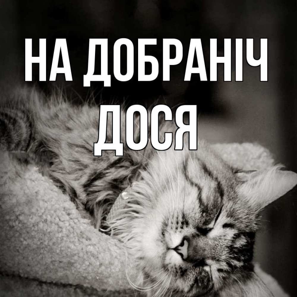 Открытка на каждый день з підписом, Дося На добраніч котярик пушистый Прикольна листівка з побажанням онлайн скачати безкоштовно 