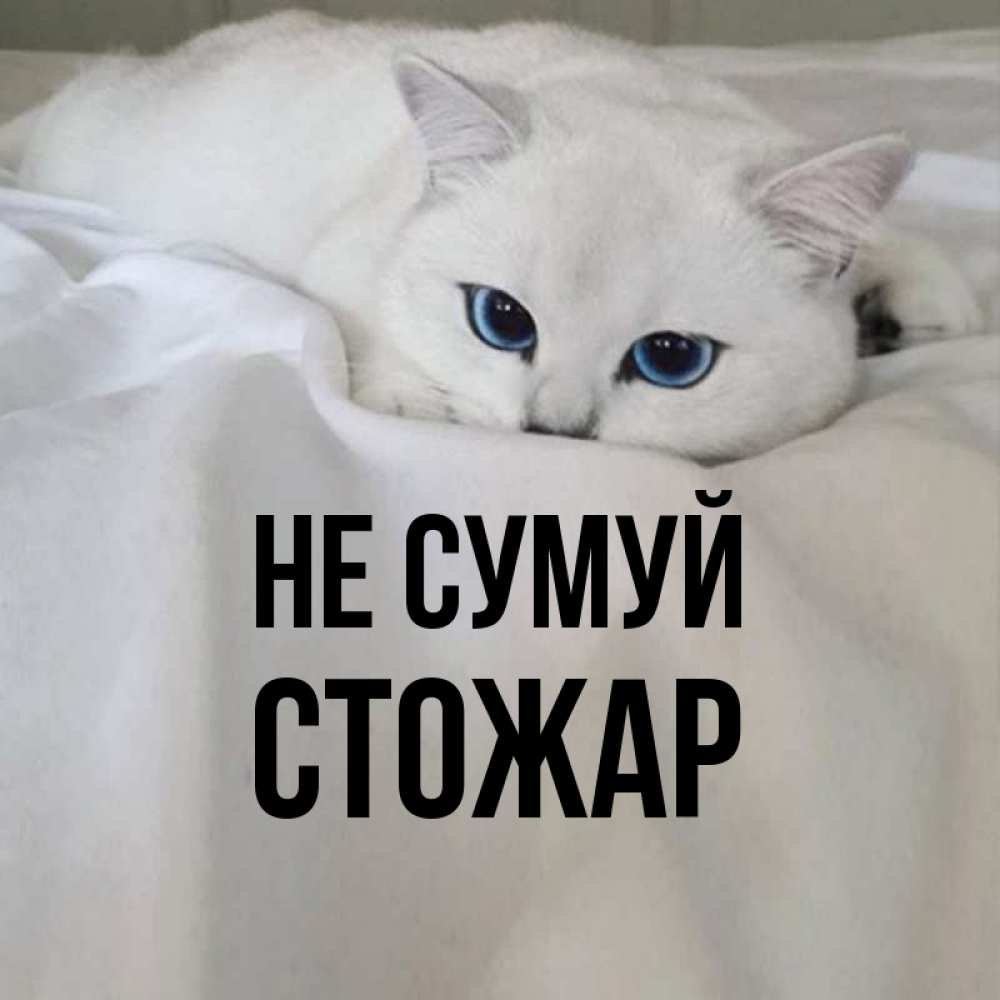Открытка на каждый день з підписом, Стожар Не сумуй Голубоглазая кошка Прикольна листівка з побажанням онлайн скачати безкоштовно 