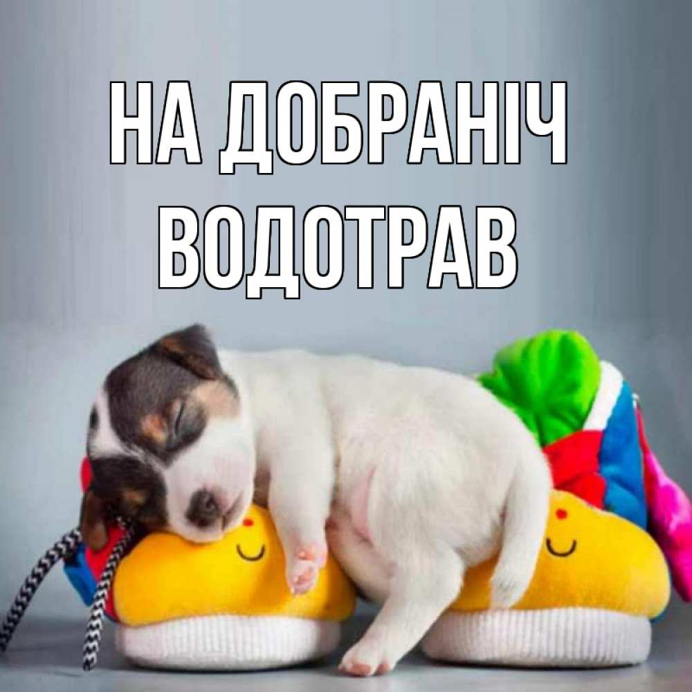 Открытка на каждый день з підписом, Водотрав На добраніч собачка Прикольна листівка з побажанням онлайн скачати безкоштовно 