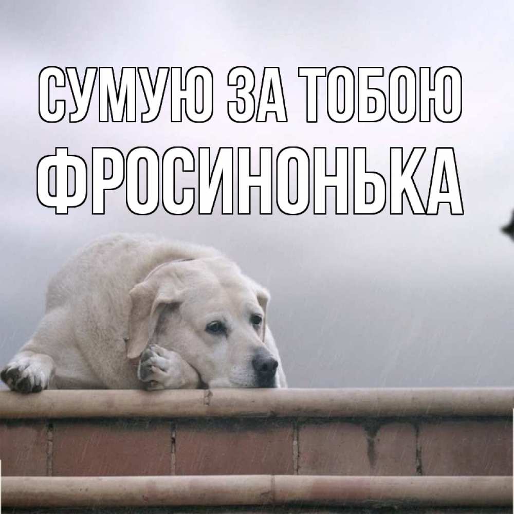 Открытка на каждый день з підписом, Фросинонька Сумую за тобою ждет Прикольна листівка з побажанням онлайн скачати безкоштовно 