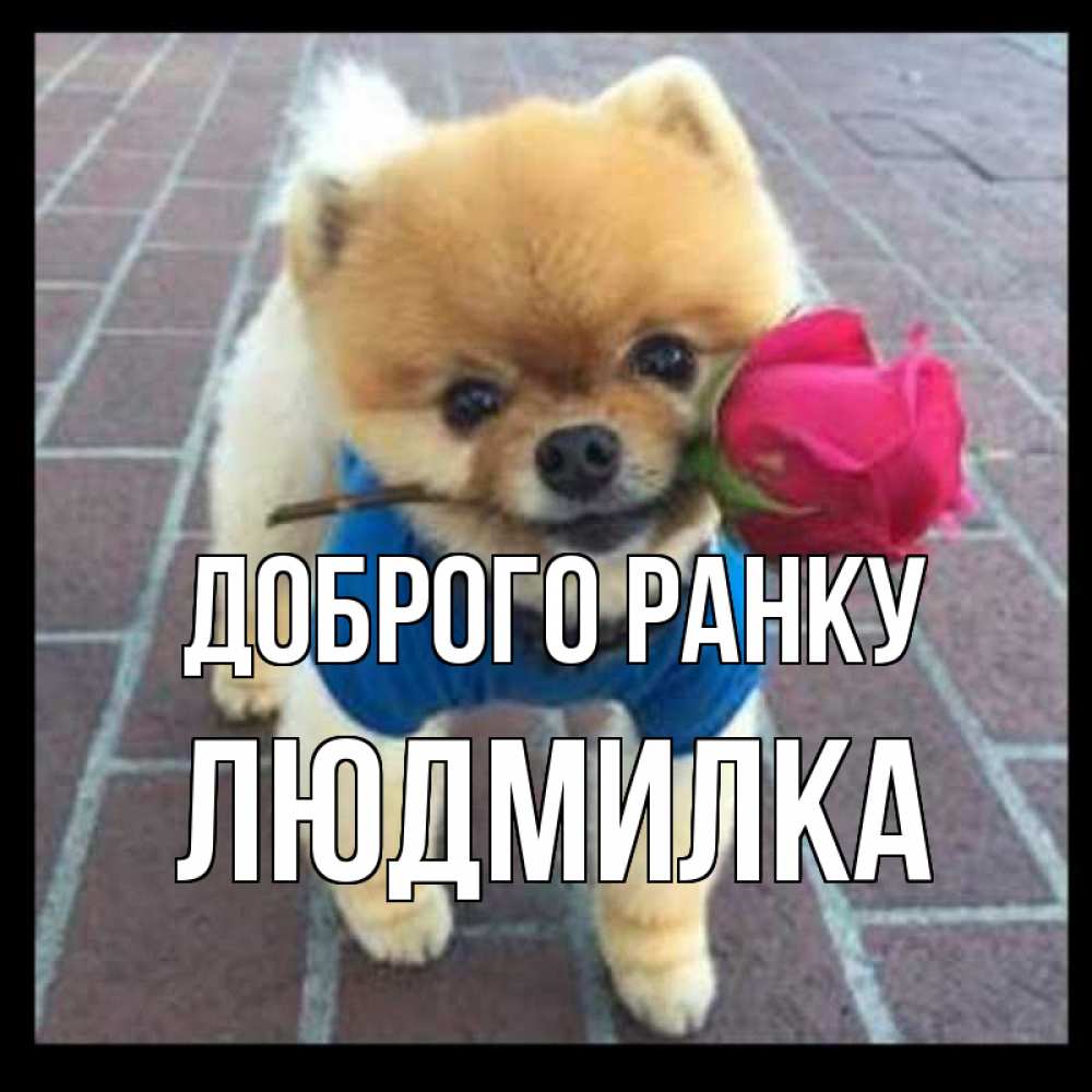 Открытка на каждый день з підписом, Людмилка Доброго ранку роза в зубах Прикольна листівка з побажанням онлайн скачати безкоштовно 
