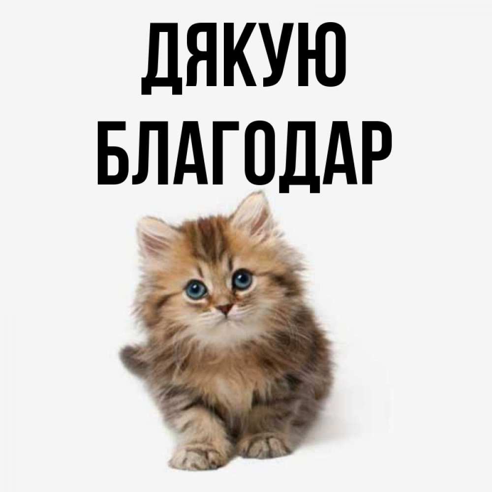 Открытка на каждый день з підписом, Благодар Дякую пушистый котик Прикольна листівка з побажанням онлайн скачати безкоштовно 