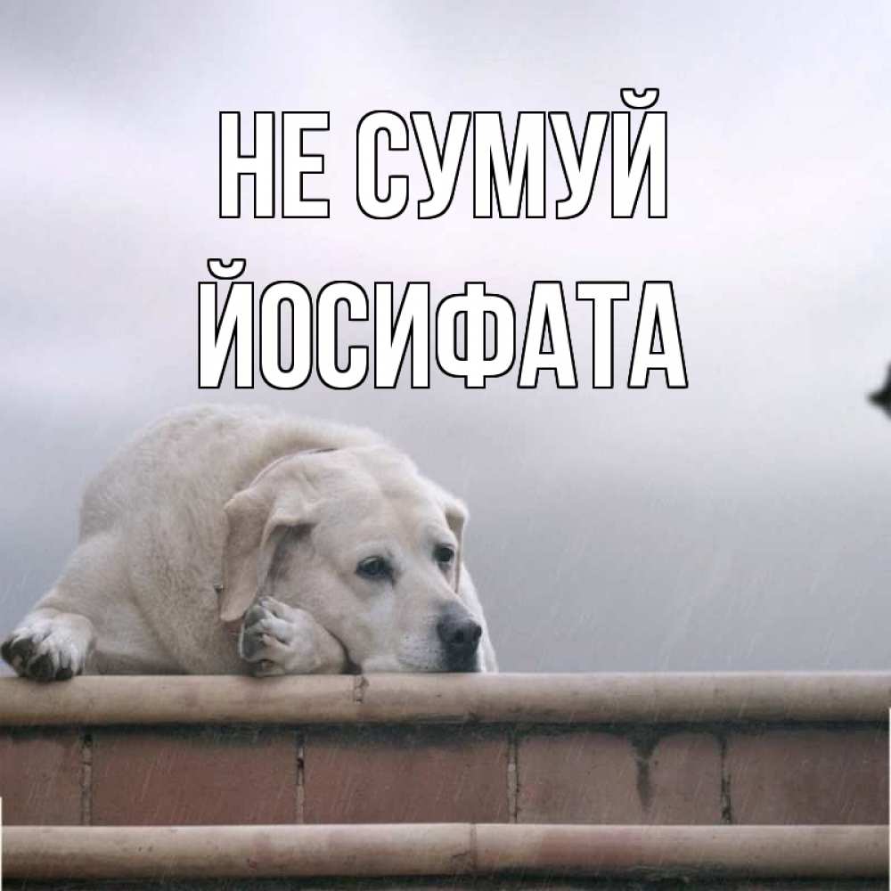 Открытка на каждый день з підписом, Йосифата Не сумуй белый пес 1 Прикольна листівка з побажанням онлайн скачати безкоштовно 