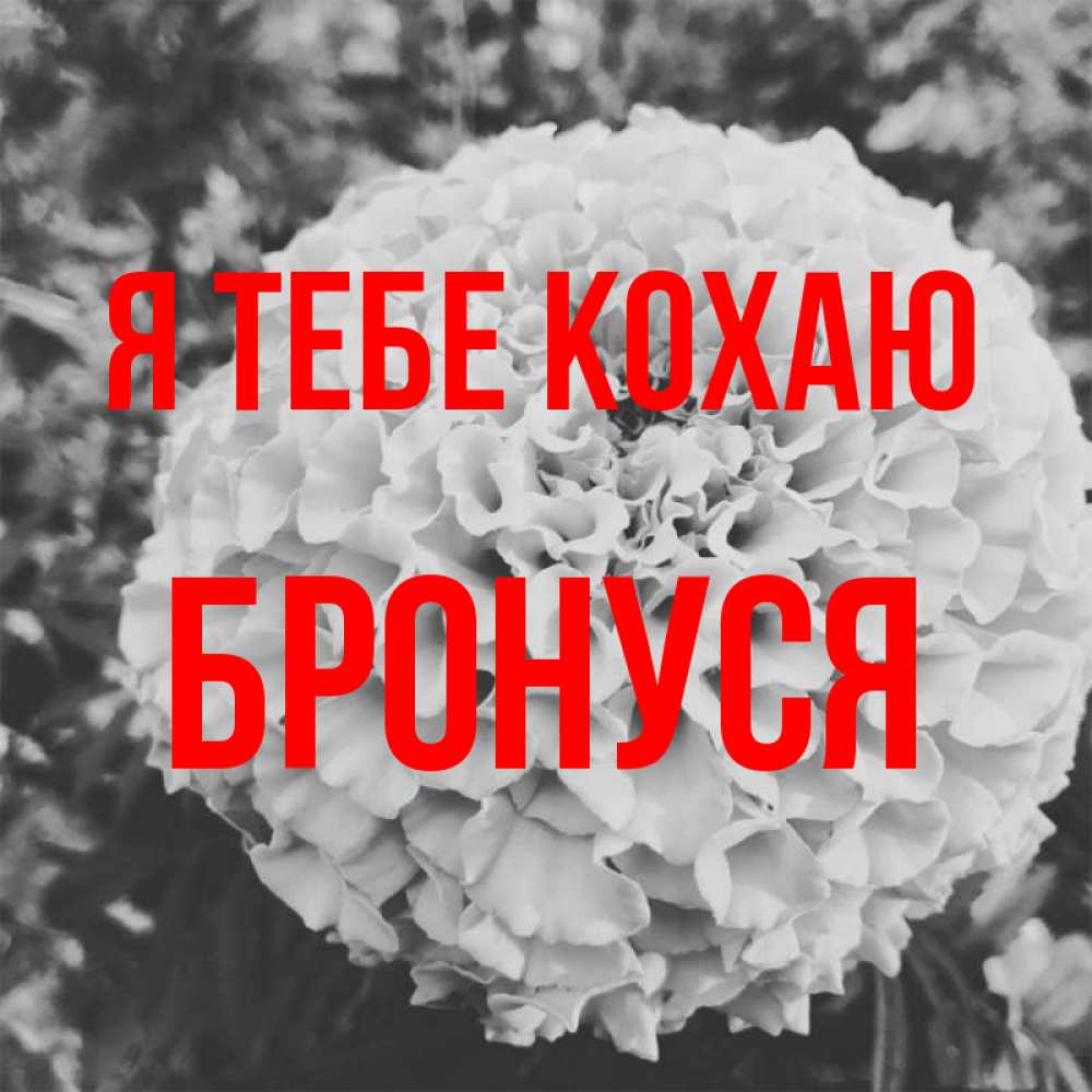 Открытка на каждый день з підписом, Бронуся Я тебе кохаю подпись Прикольна листівка з побажанням онлайн скачати безкоштовно 