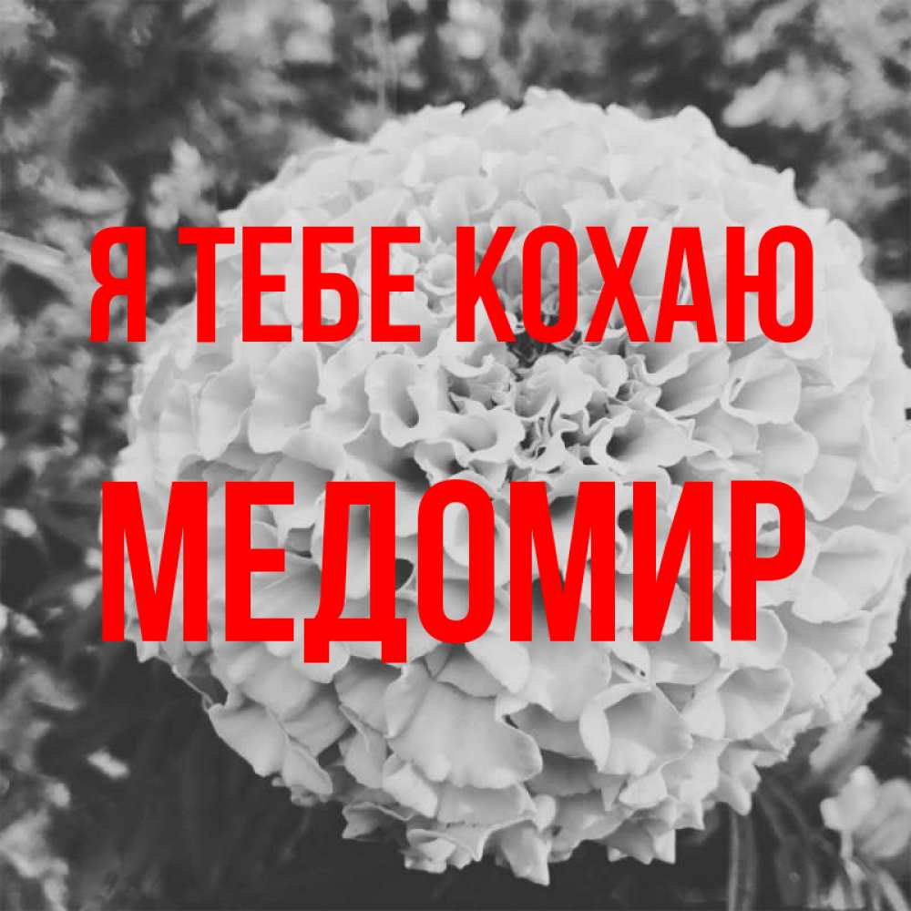 Открытка на каждый день з підписом, Медомир Я тебе кохаю подпись Прикольна листівка з побажанням онлайн скачати безкоштовно 