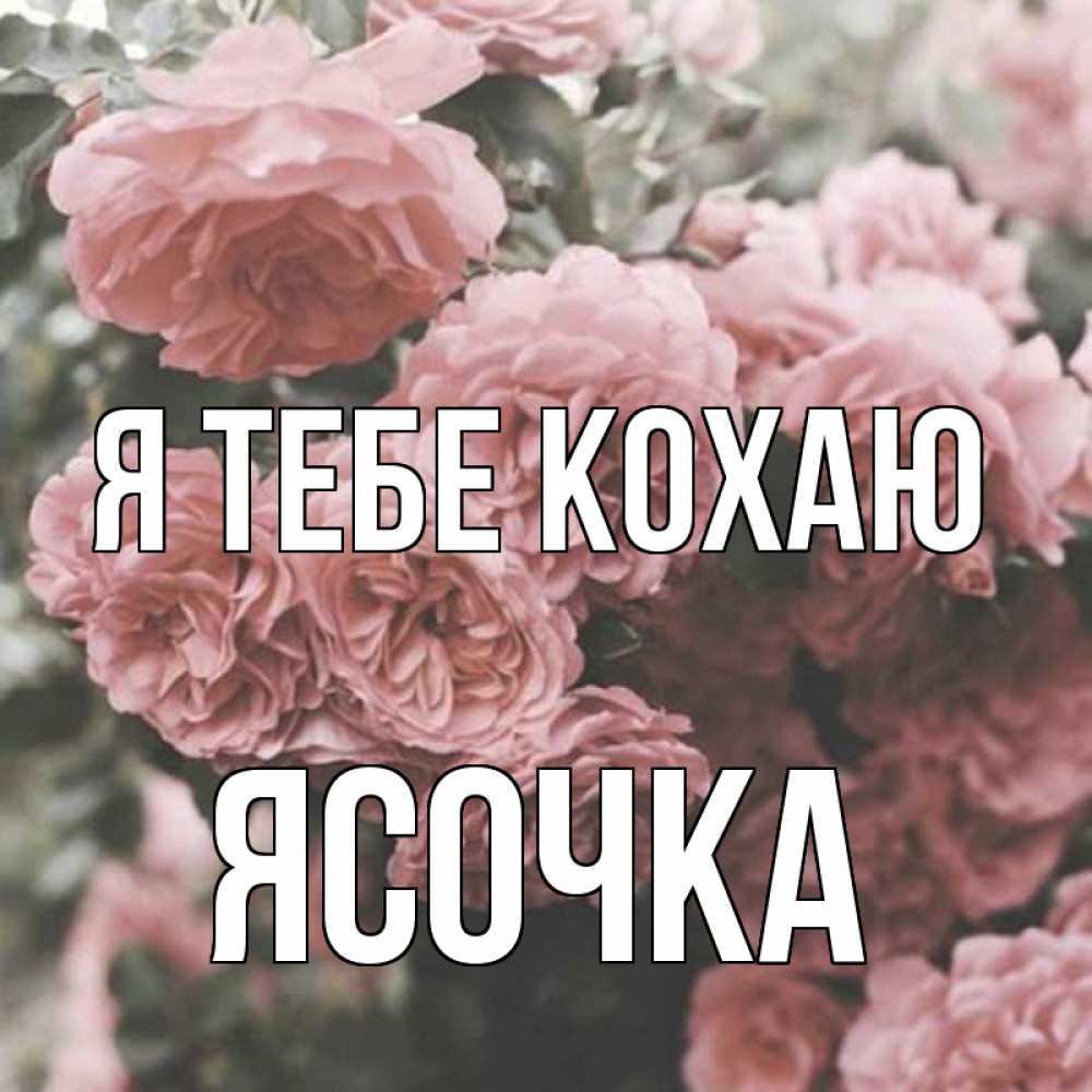 Открытка на каждый день з підписом, Ясочка Я тебе кохаю розы 3 Прикольна листівка з побажанням онлайн скачати безкоштовно 