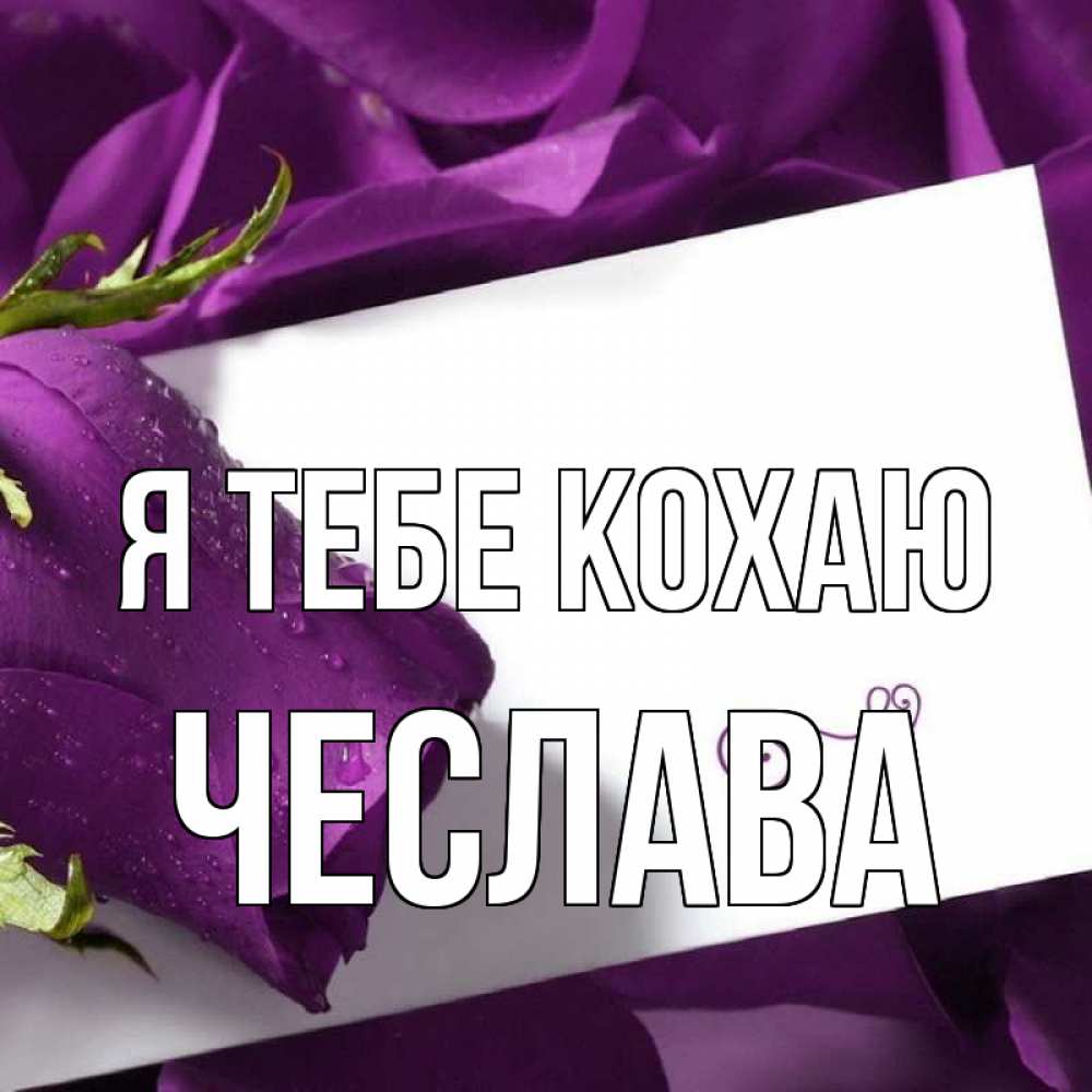 Открытка на каждый день з підписом, Чеслава Я тебе кохаю роза Прикольна листівка з побажанням онлайн скачати безкоштовно 