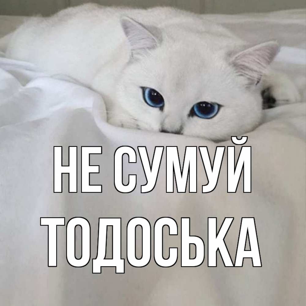 Открытка на каждый день з підписом, Тодоська Не сумуй белый кот с голубыми глазами на белоснежной кровати Прикольна листівка з побажанням онлайн скачати безкоштовно 