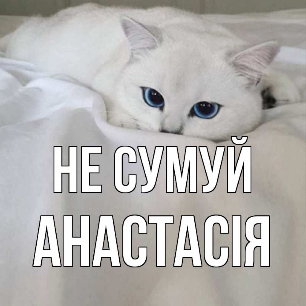 Открытка на каждый день з підписом, Анастасія Не сумуй белый кот с голубыми глазами на белоснежной кровати Прикольна листівка з побажанням онлайн скачати безкоштовно 