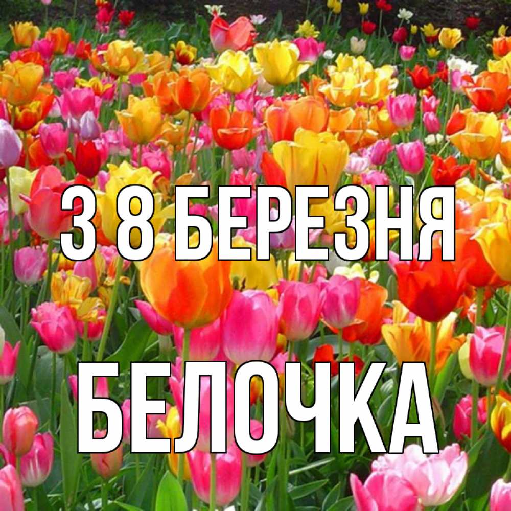 Открытка на каждый день з підписом, Белочка З 8 БЕРЕЗНЯ на международный женский день Прикольна листівка з побажанням онлайн скачати безкоштовно 
