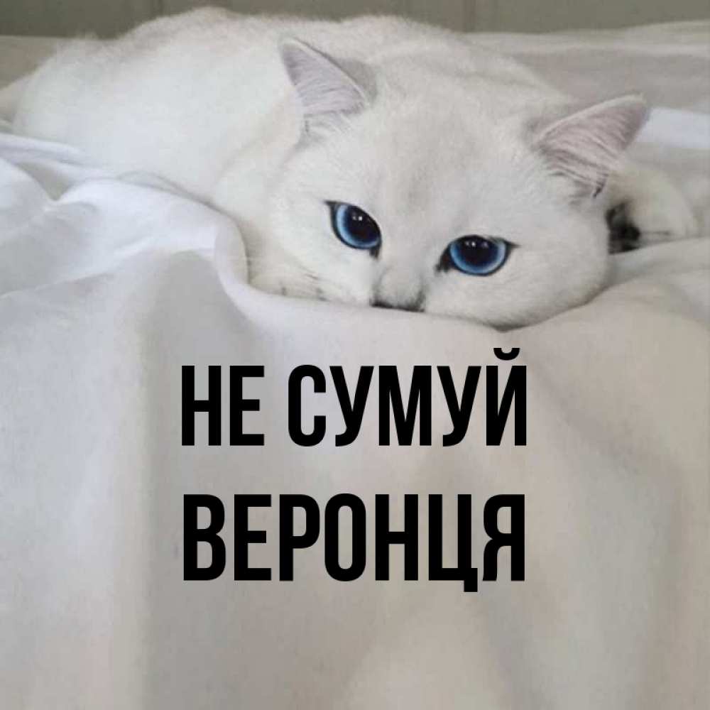 Открытка на каждый день з підписом, Веронця Не сумуй Голубоглазая кошка Прикольна листівка з побажанням онлайн скачати безкоштовно 