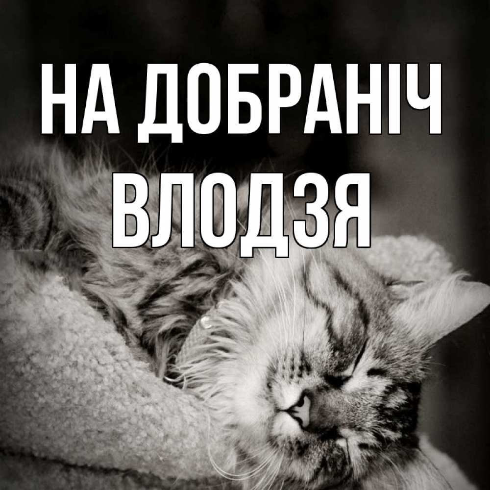 Открытка на каждый день з підписом, Влодзя На добраніч котярик пушистый Прикольна листівка з побажанням онлайн скачати безкоштовно 