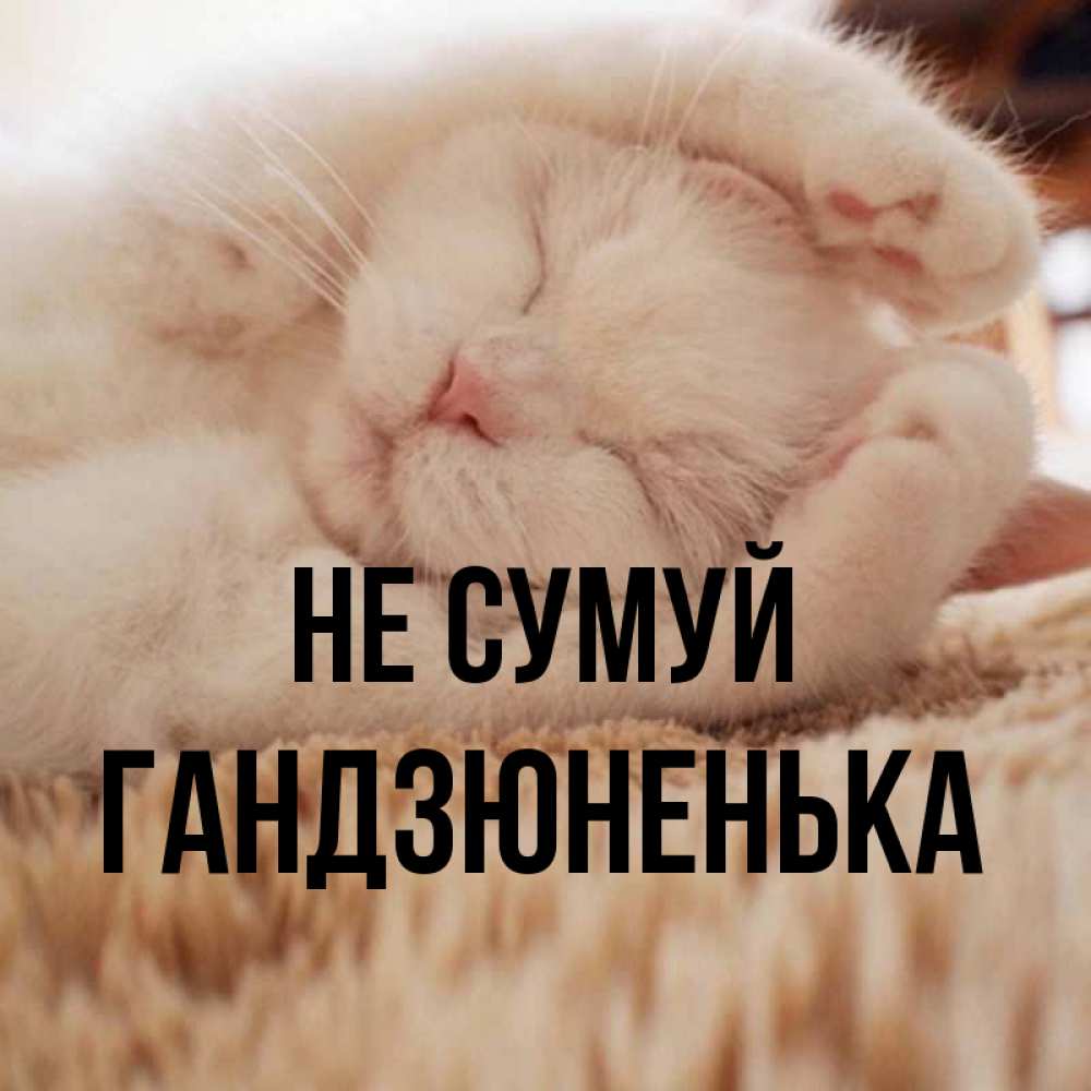 Открытка на каждый день з підписом, Гандзюненька Не сумуй Котенок спит Прикольна листівка з побажанням онлайн скачати безкоштовно 