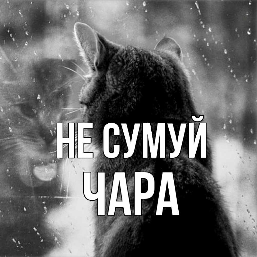 Открытка на каждый день з підписом, Чара Не сумуй отражение кота 1 Прикольна листівка з побажанням онлайн скачати безкоштовно 