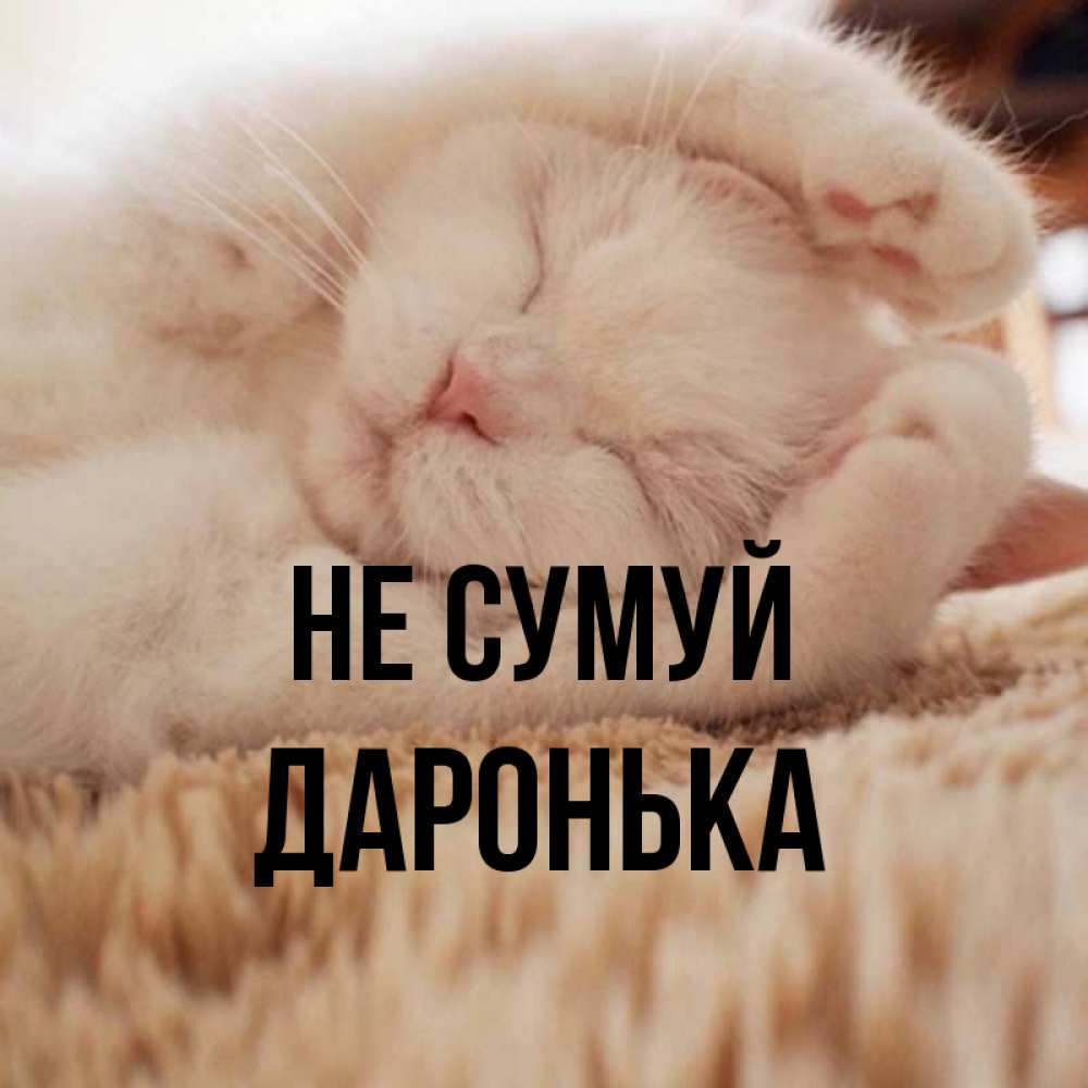 Открытка на каждый день з підписом, Даронька Не сумуй Котенок спит Прикольна листівка з побажанням онлайн скачати безкоштовно 