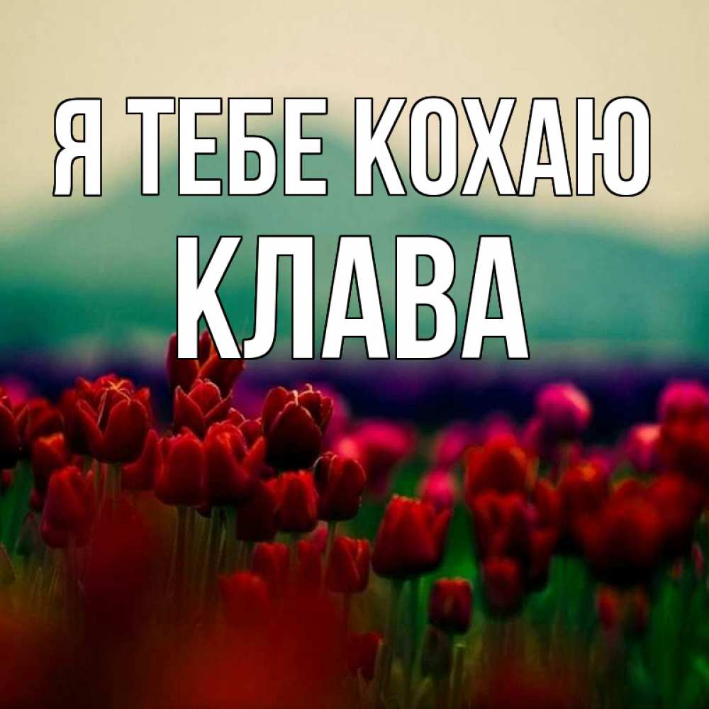Открытка на каждый день з підписом, Клава Я тебе кохаю тюльпаны 4 Прикольна листівка з побажанням онлайн скачати безкоштовно 