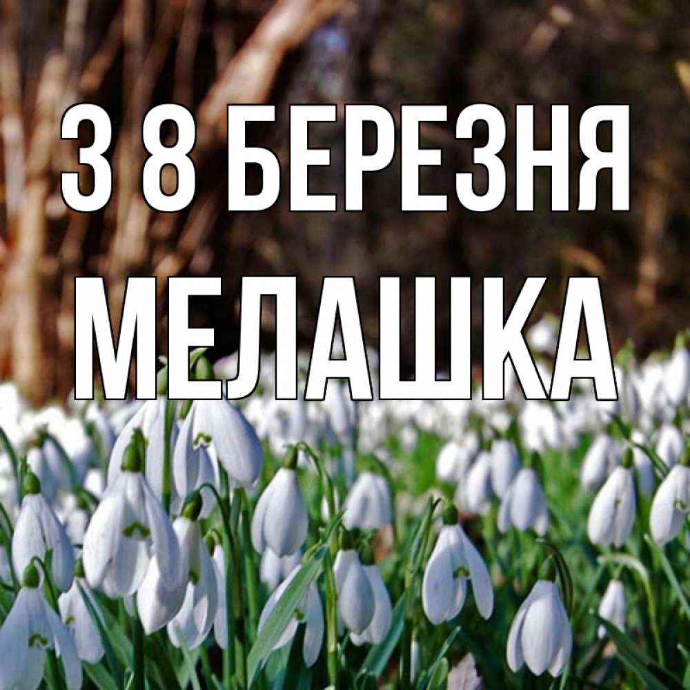 Открытка на каждый день з підписом, Мелашка З 8 БЕРЕЗНЯ с подснежниками 1 Прикольна листівка з побажанням онлайн скачати безкоштовно 