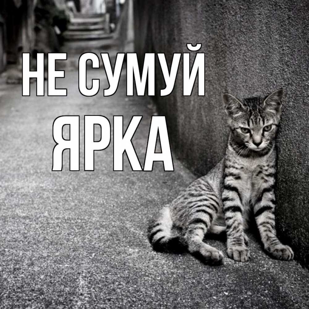 Открытка на каждый день з підписом, Ярка Не сумуй скучающий котик Прикольна листівка з побажанням онлайн скачати безкоштовно 