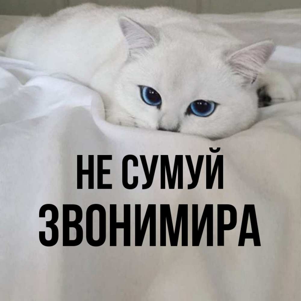 Открытка на каждый день з підписом, Звонимира Не сумуй Голубоглазая кошка Прикольна листівка з побажанням онлайн скачати безкоштовно 